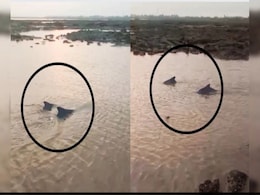 समुद्राला ओहोटी अन् दोन डॉल्फिनचा जीव वाचवण्यासाठी धडपड; डहाणूचा धक्कादायक Video समोर     समुद्राला ओहोटी अन् दोन डॉल्फिनचा जीव वाचवण्यासाठी धडपड; डहाणूचा धक्कादायक Video समोर