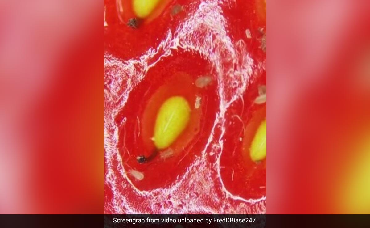 स्ट्रॉबेरी को माइक्रोस्कोप से देखने के बाद डर से हिल जाएंगे आप, वायरल Video देख खुल जाएंगी आंखें