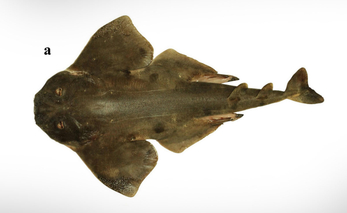 Missing Since 1800s, Ocean Predator Appears In Fishers' Net In Chile