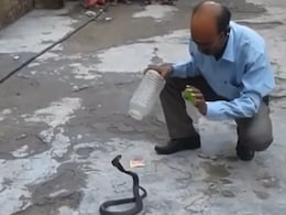 फन फैलाकर फुफकार रहे सांप को पकड़ने के लिए अंकल ने भिड़ाया तगड़ा जुगाड़, देखें वीडियो फन फैलाकर फुफकार रहे सांप को पकड़ने के लिए अंकल ने भिड़ाया तगड़ा जुगाड़, देखें वीडियो