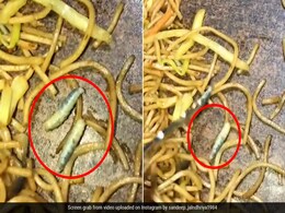 चाउमिन प्रेमी दिल संभाल कर देखें ये वाला वायरल वीडियो, दिखेंगे कीड़े ही कीड़े, लगेगा 100 वॉट का झटका चाउमिन प्रेमी दिल संभाल कर देखें ये वाला वायरल वीडियो, दिखेंगे कीड़े ही कीड़े, लगेगा 100 वॉट का झटका