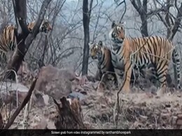 जंगल में अपने तीन शावकों के साथ टहलती दिखी बाघिन रिद्धी, अद्भुत नज़ारे ने लोगों को किया हैरान, Video वायरल जंगल में अपने तीन शावकों के साथ टहलती दिखी बाघिन रिद्धी, अद्भुत नज़ारे ने लोगों को किया हैरान, Video वायरल