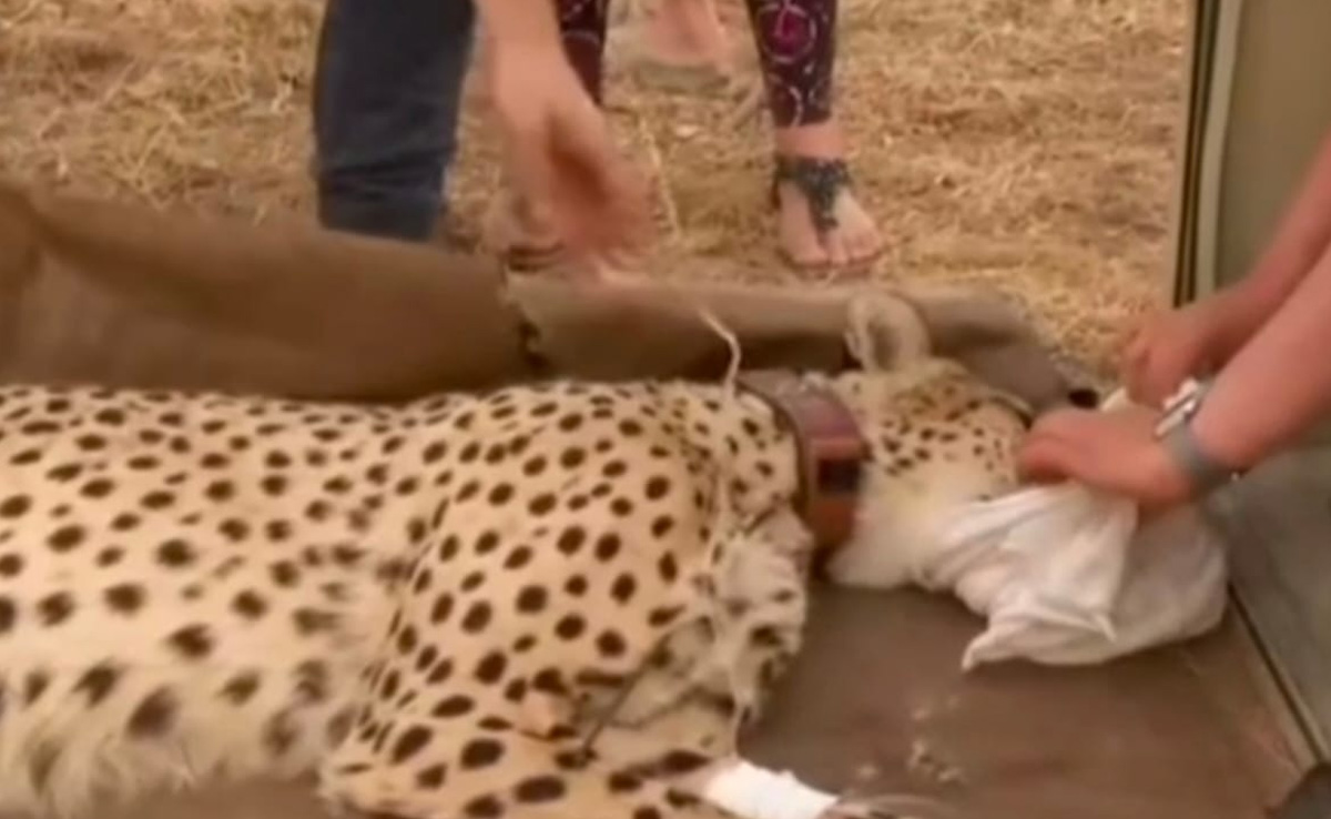 Sheopur: कुनो नेशनल पार्क से भागी मादा चीता को किया गया रेस्क्यू, खुले जंगल में दोबारा भरेगी रफ्तार