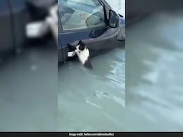 Video: Cat Clings To Submerged Car's Door Handle In Flooded Dubai, Rescued Video: Cat Clings To Submerged Car's Door Handle In Flooded Dubai, Rescued