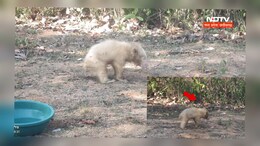 छत्तीसगढ़ में नज़र आया दुर्लभ सफेद भालू, देखने के लिए दूर-दूर से लगी भीड़&nbsp;