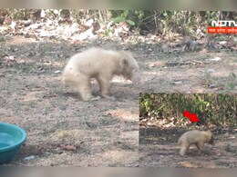 छत्तीसगढ़ में नज़र आया दुर्लभ सफेद भालू, देखने के लिए दूर-दूर से लगी भीड़ 