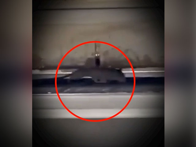 Rat Seen Scurrying Inside Domino's Pizza Oven In Mumbai