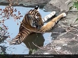 मनमोहक दृश्य... गर्मी से राहत पाने के लिए जंगल में पानी में बैठकर चिल करती दिखी बाघिन, IFS ने शेयर किया Video मनमोहक दृश्य... गर्मी से राहत पाने के लिए जंगल में पानी में बैठकर चिल करती दिखी बाघिन, IFS ने शेयर किया Video