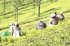 Tamil Nadu: चुनावों में चाय कारोबारियों की परेशानी बड़ा मुद्दा Tamil Nadu: चुनावों में चाय कारोबारियों की परेशानी बड़ा मुद्दा