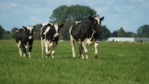 Just Ten Viral Particles Are All It Takes To Give A Cow Bird Flu