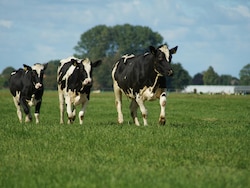 Just Ten Viral Particles Are All It Takes To Give A Cow Bird Flu