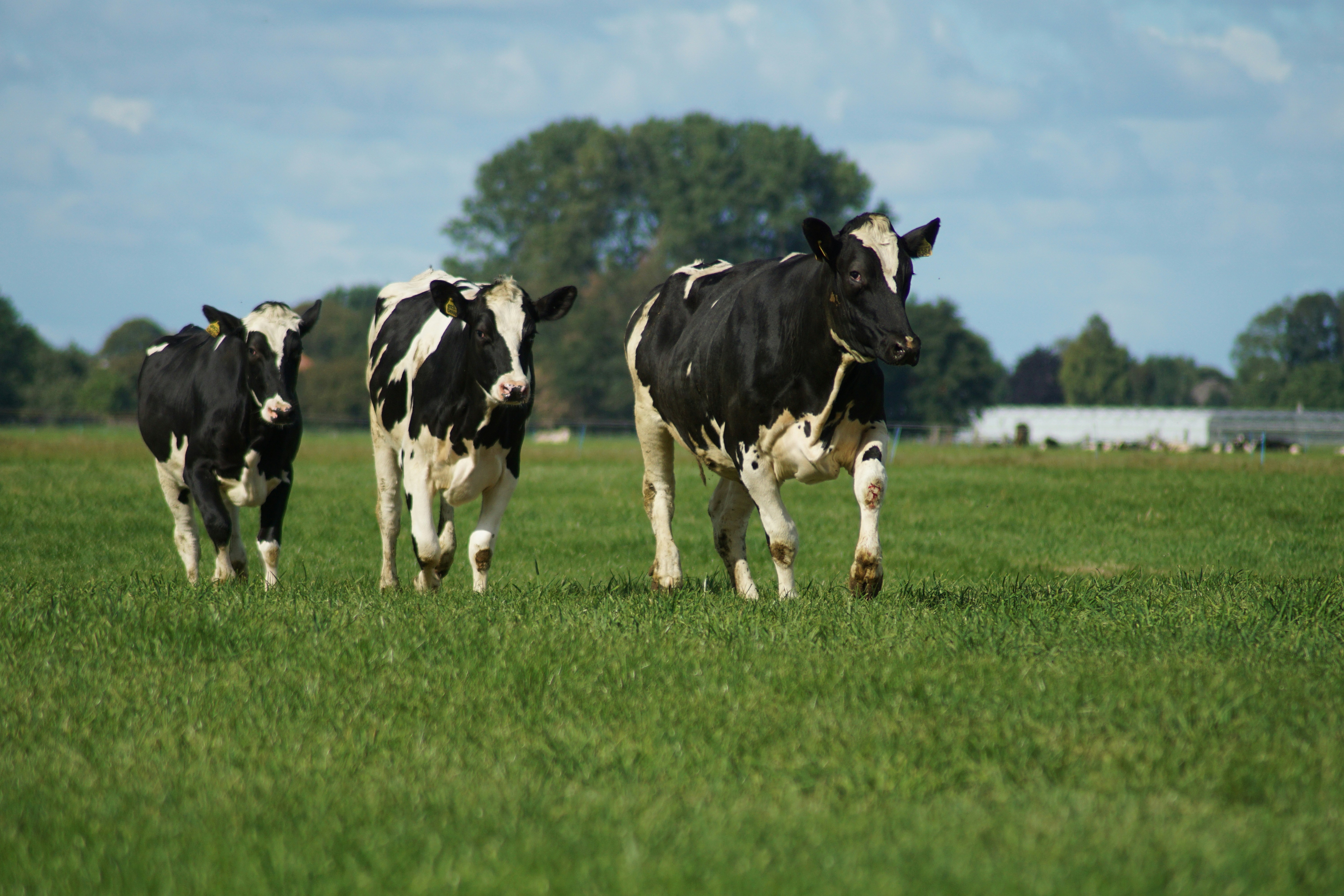 Cows affected due to bird flu have not fallen severely sick. (representational)