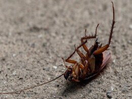 हर तरफ गंदगी फैलाने लगे हैं कॉकरोच तो घर की ये चीजें आएंगी आपके काम, Cockroaches से मिल जाएगा छुटकारा हर तरफ गंदगी फैलाने लगे हैं कॉकरोच तो घर की ये चीजें आएंगी आपके काम, Cockroaches से मिल जाएगा छुटकारा