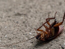 कॉकरोच का खात्मा कर देगा यह देसी नुस्खा, एक बार में घर से साफ हो जाएंगे Cockroaches कॉकरोच का खात्मा कर देगा यह देसी नुस्खा, एक बार में घर से साफ हो जाएंगे Cockroaches