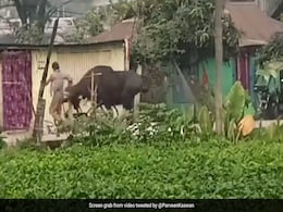 आ बैल मुझे मार...जंगली बैल को छेड़ रहा था शख्स, जानवर ने खदेड़ा और 3 बार उठा-उठाकर ऐसा पटका, Video देख रूह कांप जाएगी आ बैल मुझे मार...जंगली बैल को छेड़ रहा था शख्स, जानवर ने खदेड़ा और 3 बार उठा-उठाकर ऐसा पटका, Video देख रूह कांप जाएगी