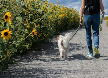 Can Walking Reduce The Risk Of Heart Diseases?