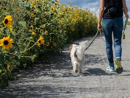 Can Walking Reduce The Risk Of Heart Diseases? Can Walking Reduce The Risk Of Heart Diseases?