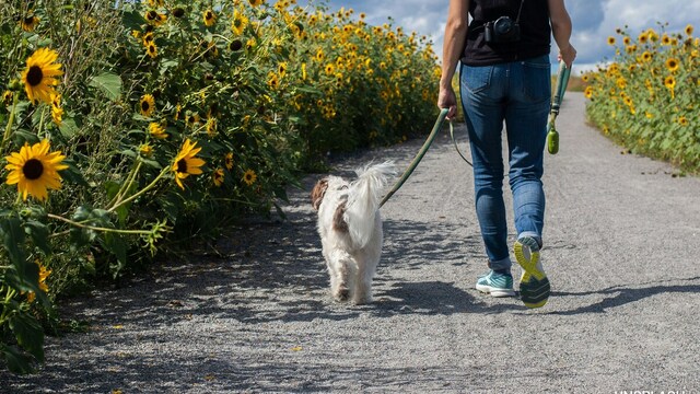 Can Walking Reduce The Risk Of Heart Diseases?