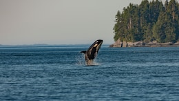 How A Killer Whale Calf, Trapped In Canadian Lagoon, Swam To Freedom