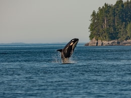 How A Killer Whale Calf, Trapped In Canadian Lagoon, Swam To Freedom How A Killer Whale Calf, Trapped In Canadian Lagoon, Swam To Freedom