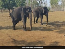 मिलिए भामा और कामची से, 55 साल से दोनों हाथियों के बीच है गहरी दोस्ती, IAS ने शेयर की इनकी भावुक कर देने वाली कहानी मिलिए भामा और कामची से, 55 साल से दोनों हाथियों के बीच है गहरी दोस्ती, IAS ने शेयर की इनकी भावुक कर देने वाली कहानी