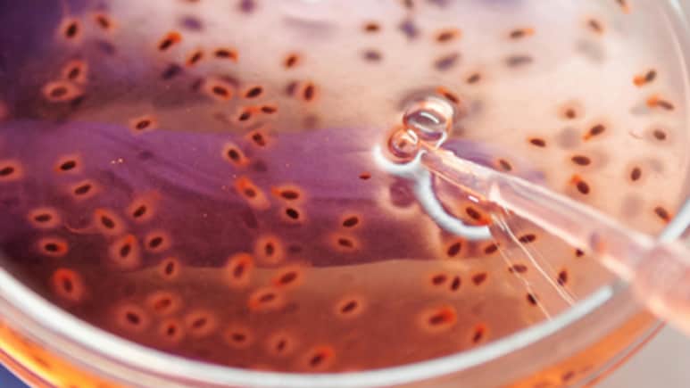 Superbugs Are Winning. India's New Antibiotic Discoveries Could Turn The Tide