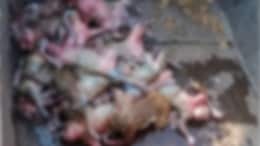 Dead Bodies Of 30 Monkeys Found In Telangana: Cops