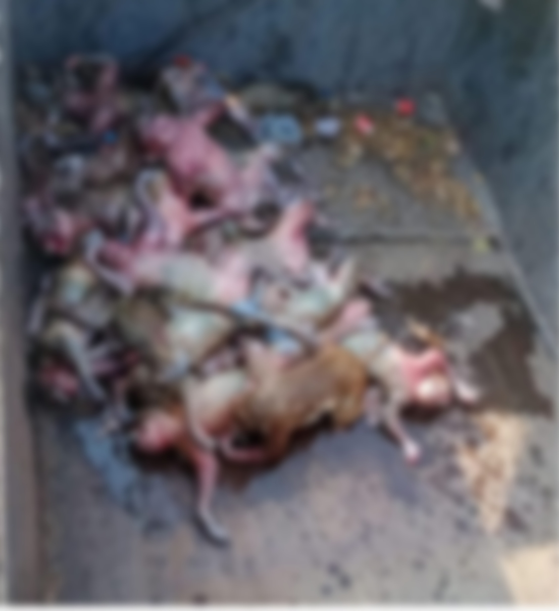 Dead Bodies Of 20 Monkeys Found In Water Tank In Telangana: Cops