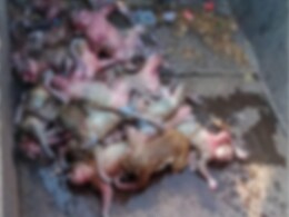 Dead Bodies Of 20 Monkeys Found In Water Tank In Telangana: Cops Dead Bodies Of 20 Monkeys Found In Water Tank In Telangana: Cops