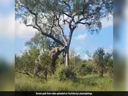 हाथी ने एक झटके में गिरा दिया विशाल पेड़, अद्भुत ताकत देख दंग रह गए लोग, बोले- ग्रह पर सबसे शक्तिशाली... हाथी ने एक झटके में गिरा दिया विशाल पेड़, अद्भुत ताकत देख दंग रह गए लोग, बोले- ग्रह पर सबसे शक्तिशाली...