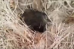 6-Year-Old Boy Who Fell In Borewell In Madhya Pradesh Dies 6-Year-Old Boy Who Fell In Borewell In Madhya Pradesh Dies