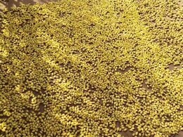 महुआ महिलाओं के लिए हो सकता है अमृत, यहां जानिए इसके 6 फायदे महुआ महिलाओं के लिए हो सकता है अमृत, यहां जानिए इसके 6 फायदे