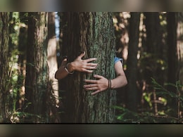 झाडाला मिठी मारायचीय, 1500 रूपये द्या! कंपनीची जाहिरात अन् सगळीकडे खळबळ झाडाला मिठी मारायचीय, 1500 रूपये द्या! कंपनीची जाहिरात अन् सगळीकडे खळबळ