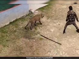 Watch: Wildlife Official Fights Off Leopard With Stick In Kashmir Village Watch: Wildlife Official Fights Off Leopard With Stick In Kashmir Village