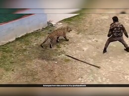 Video : कश्मीर के गांव में घुसा तेंदुआ, वन विभाग के अधिकारी ने एक डंडे की मदद से यूं किया सामना Video : कश्मीर के गांव में घुसा तेंदुआ, वन विभाग के अधिकारी ने एक डंडे की मदद से यूं किया सामना