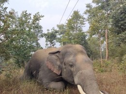 स्वास्थ्य खराब होने पर हथिनी 'मालती' को आमेर से वंतारा अभयारण्य भेजा, SC की कमेटी की सिफारिश के बाद उठाया कदम