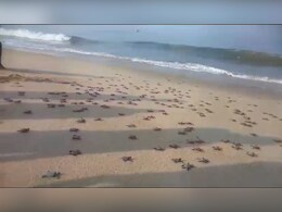 सिंधुदुर्गात 118 ऑलिव्ह रिडले कासवांच्या पिल्लांना जीवदान