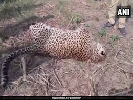 2 Leopards Of Dudhwa Tiger Reserve Found Dead In UP's Lakhimpur Kheri 2 Leopards Of Dudhwa Tiger Reserve Found Dead In UP's Lakhimpur Kheri