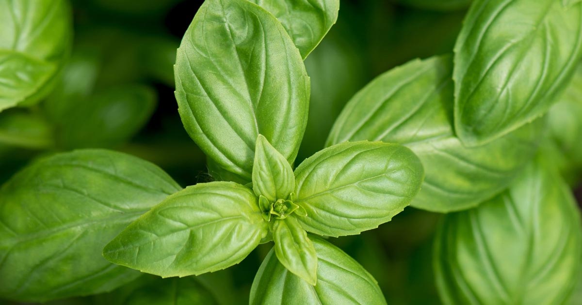 5 Unique Ways To Enjoy The Taste Of Basil
