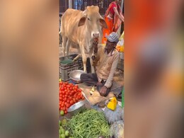 सब्जी वाले पर गाय ने खूब लुटाया प्यार, मनमोहक अंदाज़ में किया दुलार, लोग बोले- ऐसा Video दिल को सुकून देता है सब्जी वाले पर गाय ने खूब लुटाया प्यार, मनमोहक अंदाज़ में किया दुलार, लोग बोले- ऐसा Video दिल को सुकून देता है