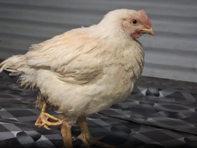 3-Legged Rooster Becomes Centre Of Attraction At A Chicken Shop In Bahraich, UP