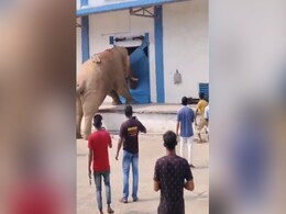 भूखे हाथी ने चिंघाड़ते हुए गोदाम पर बोल दिया हमला, एक ही वार में सूंड से कागज की तरह फाड़ दिया शटर, देखती रह गई भीड़ भूखे हाथी ने चिंघाड़ते हुए गोदाम पर बोल दिया हमला, एक ही वार में सूंड से कागज की तरह फाड़ दिया शटर, देखती रह गई भीड़