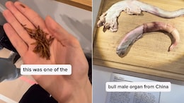 Watch: Can You Eat These Repulsive Foods From The 'Disgusting Food Museum' In Sweden?