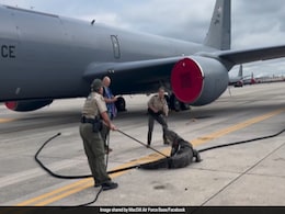 Watch: Massive Alligator Blocks Plane At Florida Air Force Base, Captured And Released Into River Watch: Massive Alligator Blocks Plane At Florida Air Force Base, Captured And Released Into River