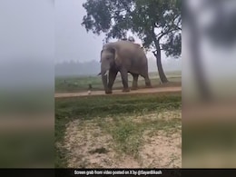 मैदान में मस्ती से फुटबाल खेल रहा था हाथी, आसपास खड़े लोग लगा रहे थे जयकारा, गजराज का ये Video देख मज़ा आ जाएगा मैदान में मस्ती से फुटबाल खेल रहा था हाथी, आसपास खड़े लोग लगा रहे थे जयकारा, गजराज का ये Video देख मज़ा आ जाएगा