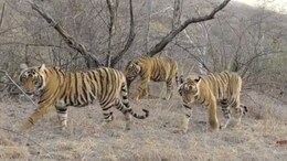 सरिस्का टाइगर रिजर्व में बढ़ी बाघों की संख्या, जानिए कितना बढ़ गया बाघों का कुनबा