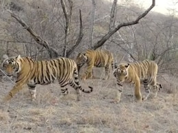 रणथंभौर नेशनल पार्क में शावकों के साथ मस्ती करती दिखी बाघिन रिद्धि, वीडियो हुआ वायरल