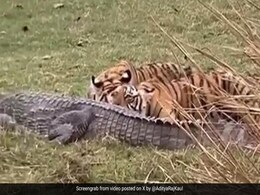 बाघिन ने अपने शावकों के साथ मिलकर किया शिकार, मगरमच्छ का किया ऐसा बुरा हाल, रणथंभौर में दिखा दुर्लभ नज़ारा बाघिन ने अपने शावकों के साथ मिलकर किया शिकार, मगरमच्छ का किया ऐसा बुरा हाल, रणथंभौर में दिखा दुर्लभ नज़ारा