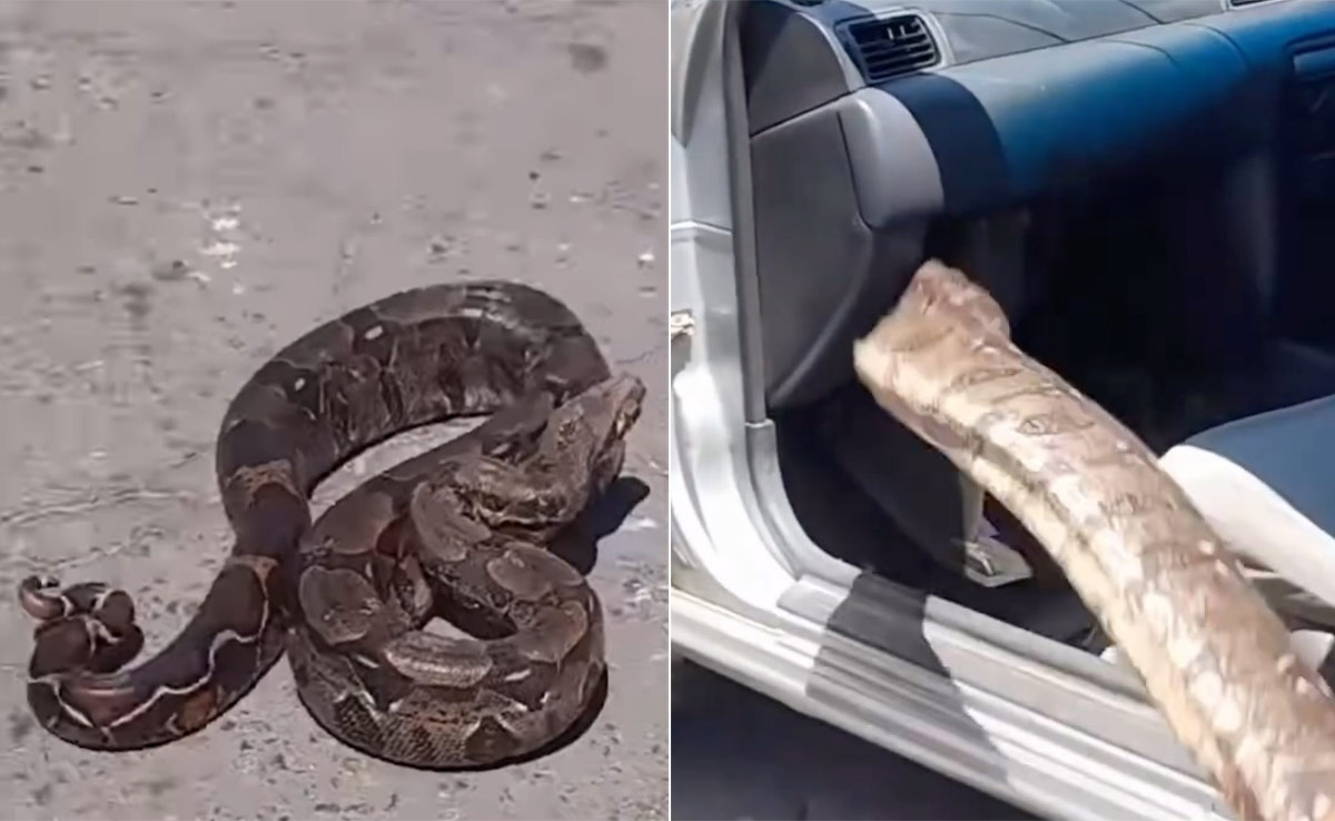 अबब! कारमध्ये शिरला 6 फुट लांब महाकाय अजगर, ड्रायव्हरला फुटला घाम VIRAL VIDEO