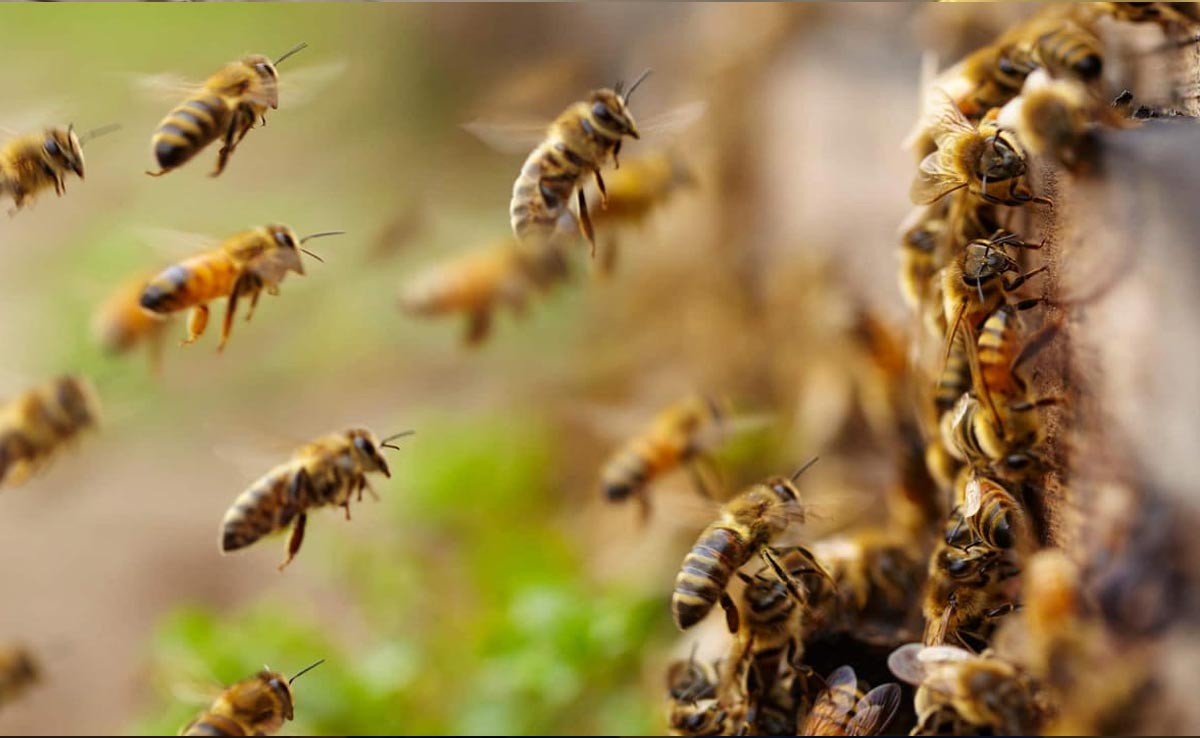 Girl, 3, Thought There Were "Monsters" In Her Bedroom. Beekeeper Discovers 60,000 Bees